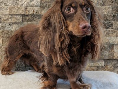 AKC Mini Dachshund For Stud