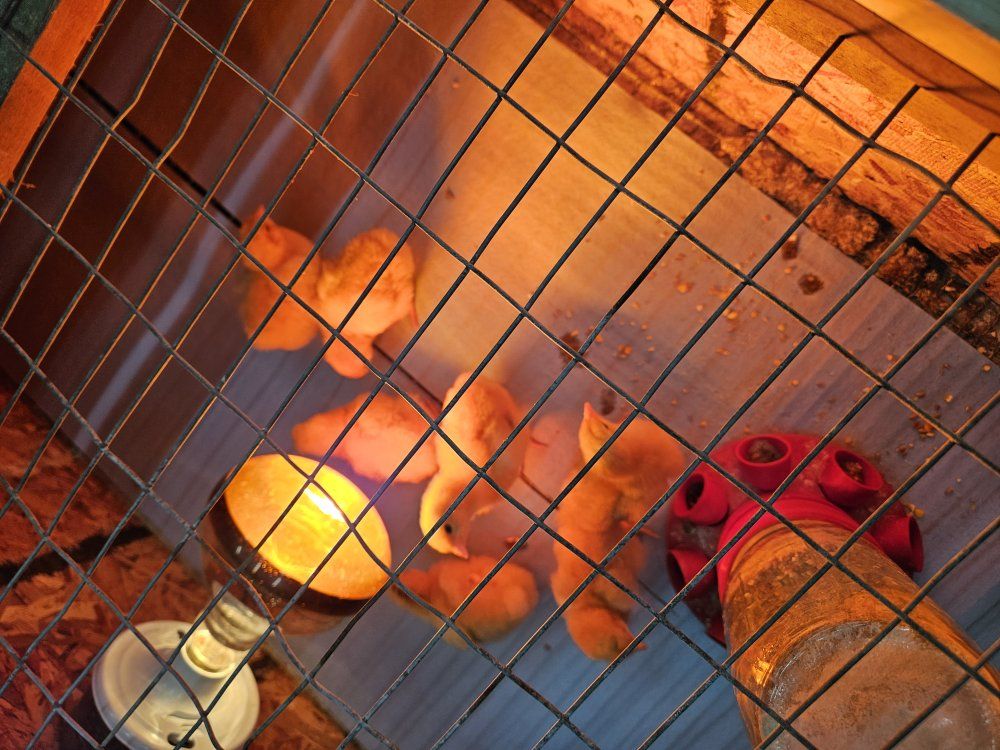 1 week old Baby Chicks