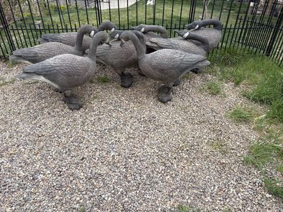 Canadian Geese Decoys