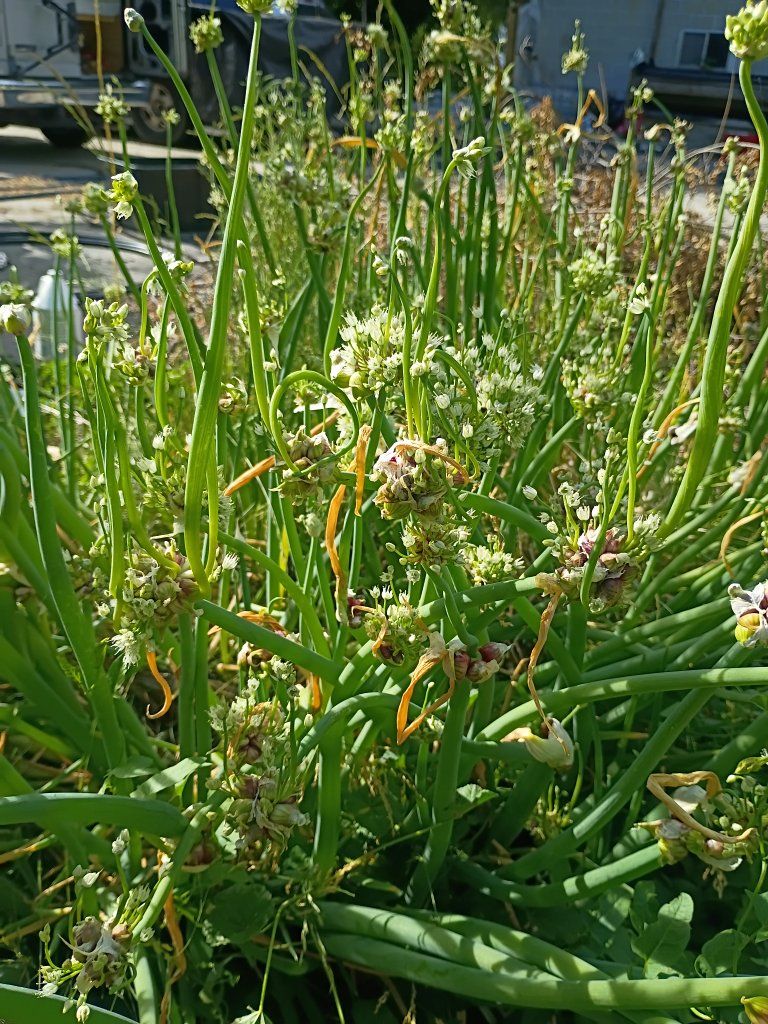 walking onion plant bulb clusters