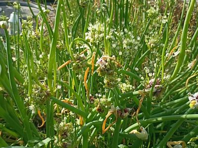 walking onion plant bulb clusters