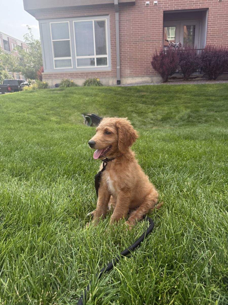 Mini Golden Doodle (everything you will need included)