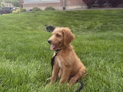 Mini Golden Doodle (everything you will need included)