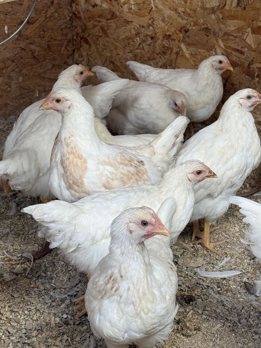 Coop Ready Amber Sexlink