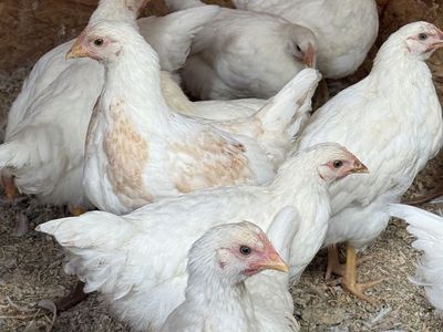 Coop Ready Amber Sexlink