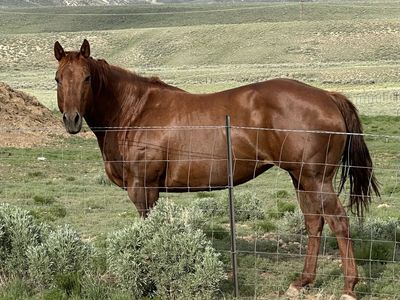 Nu Cash Bond broodmare