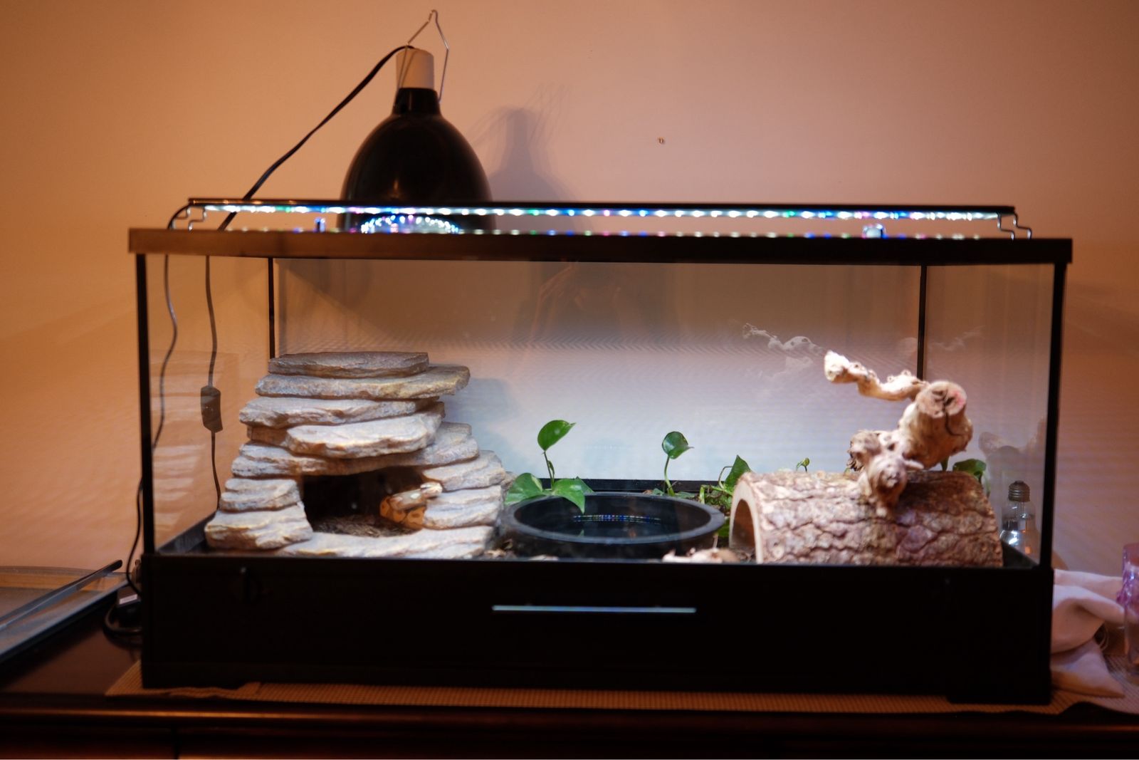 Ball Python, Reptile Tank with Accessories