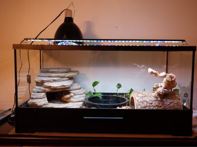 Ball Python, Reptile Tank with Accessories