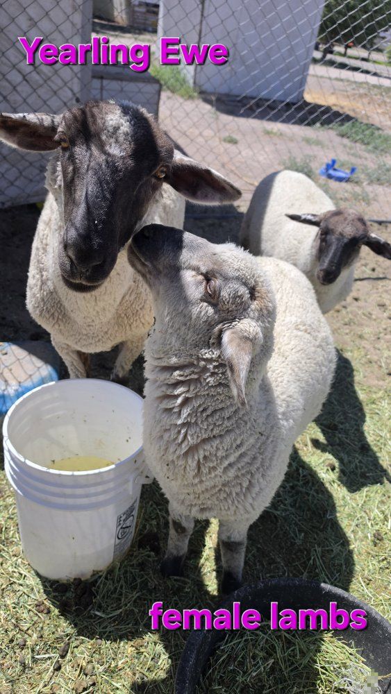 Sheep for sale