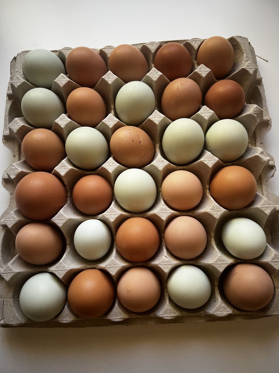 Chicken Eggs - $4/dozen