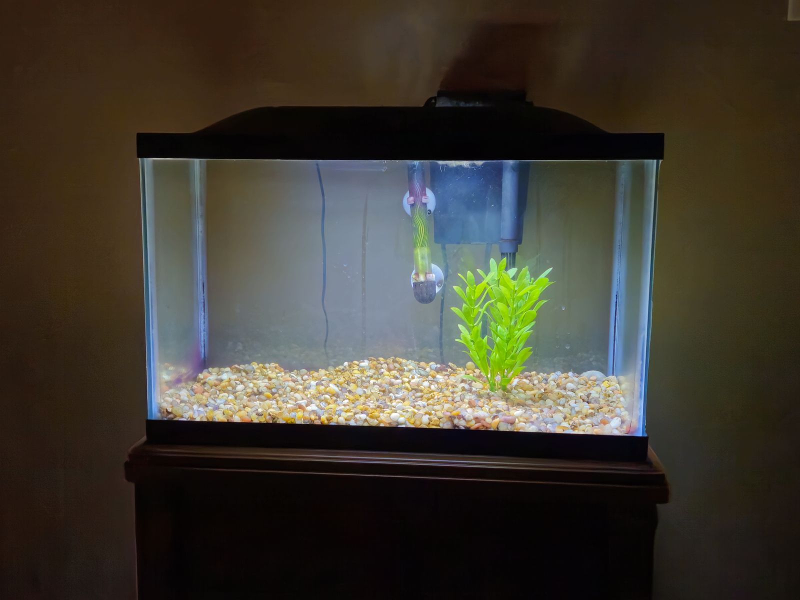 Ten gallon fish tank