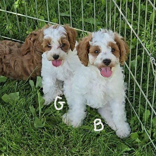 F1b Cavapoos