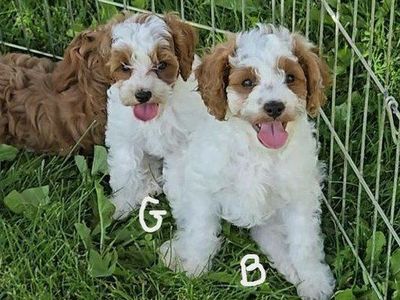 F1b Cavapoos