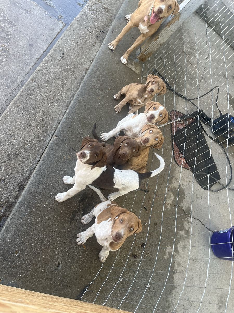 Puppies for sale