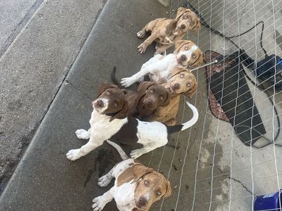 Puppies for sale