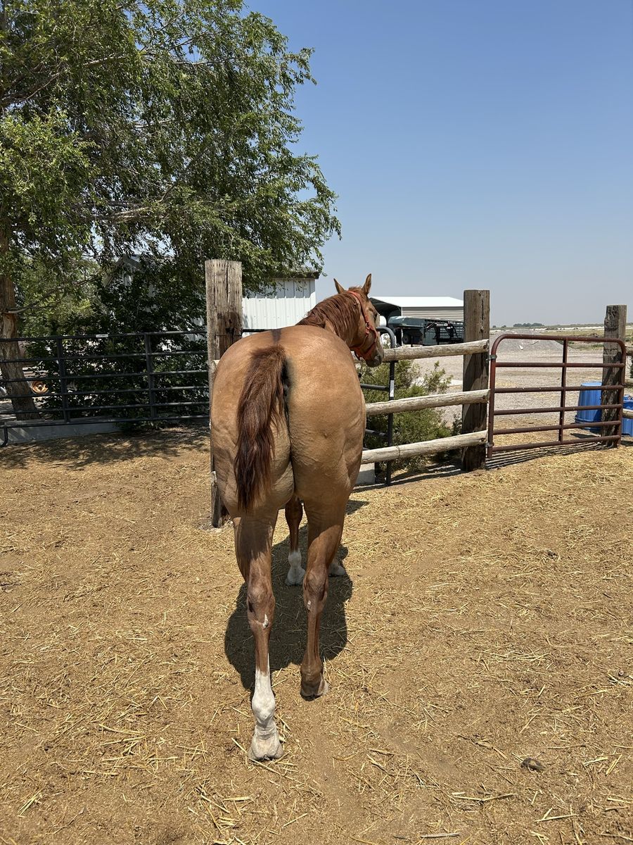 Two well broke geldings