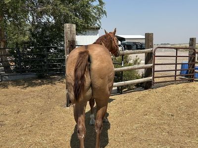 Two well broke geldings
