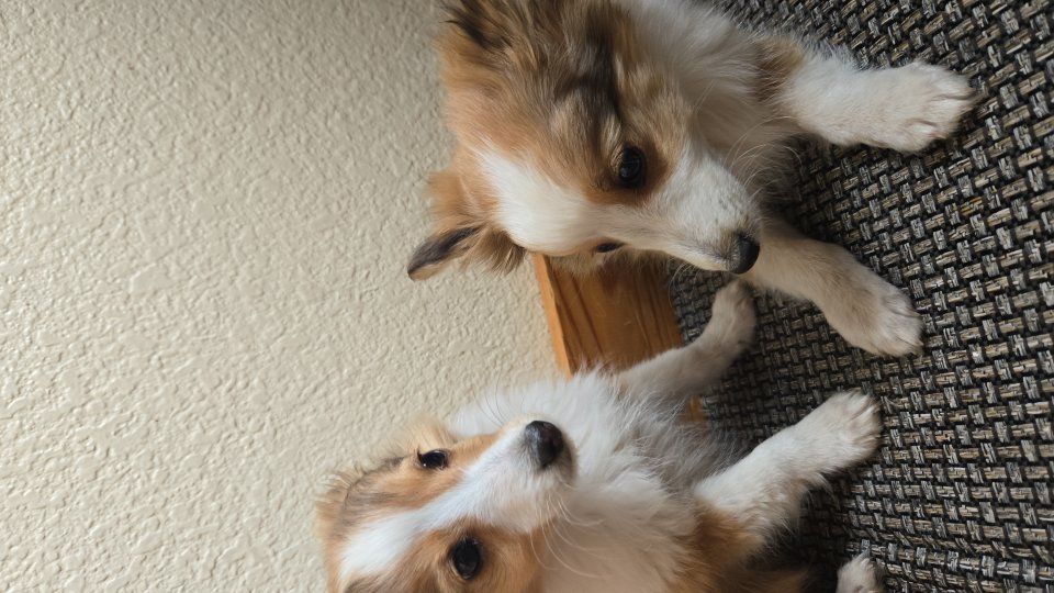AKC Purebred Sheltie Puppy