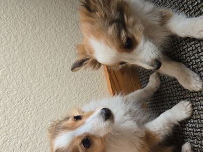 AKC Purebred Sheltie Puppy