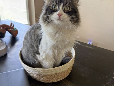 Brother and Sister cats looking for a new home.