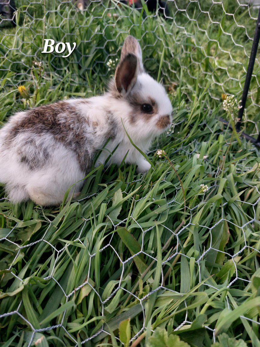 Baby Bunnies/ Rabbits Litter