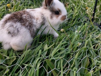 Baby Bunnies/ Rabbits Litter