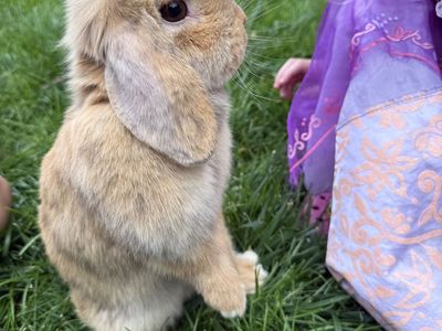 Female Holland Lop bunny
