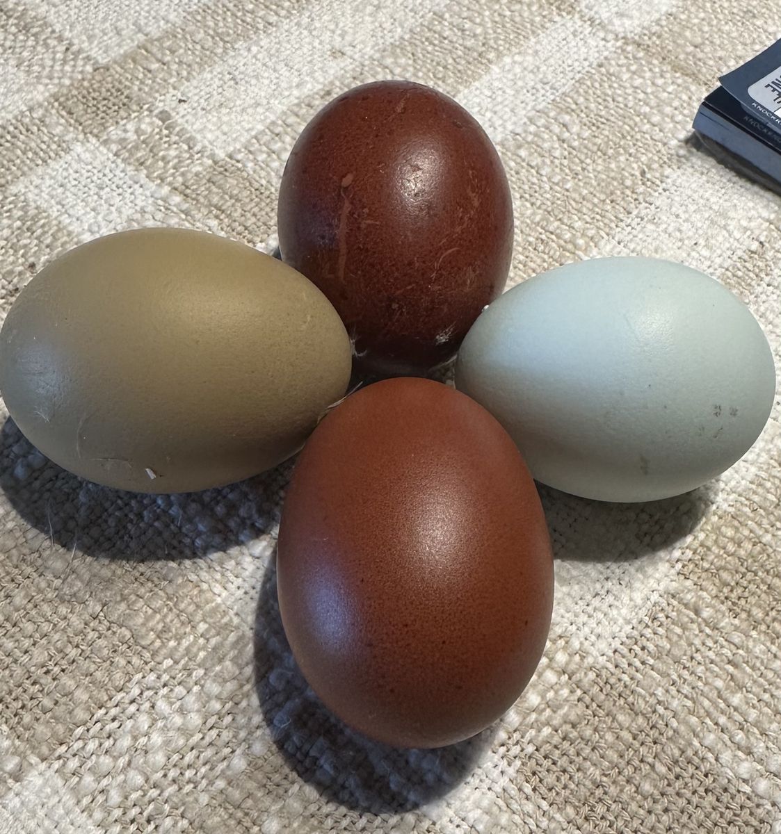 Chicks Pullets Or Cockerel