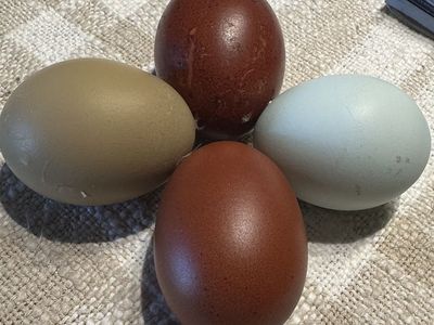 Chicks Pullets Or Cockerel