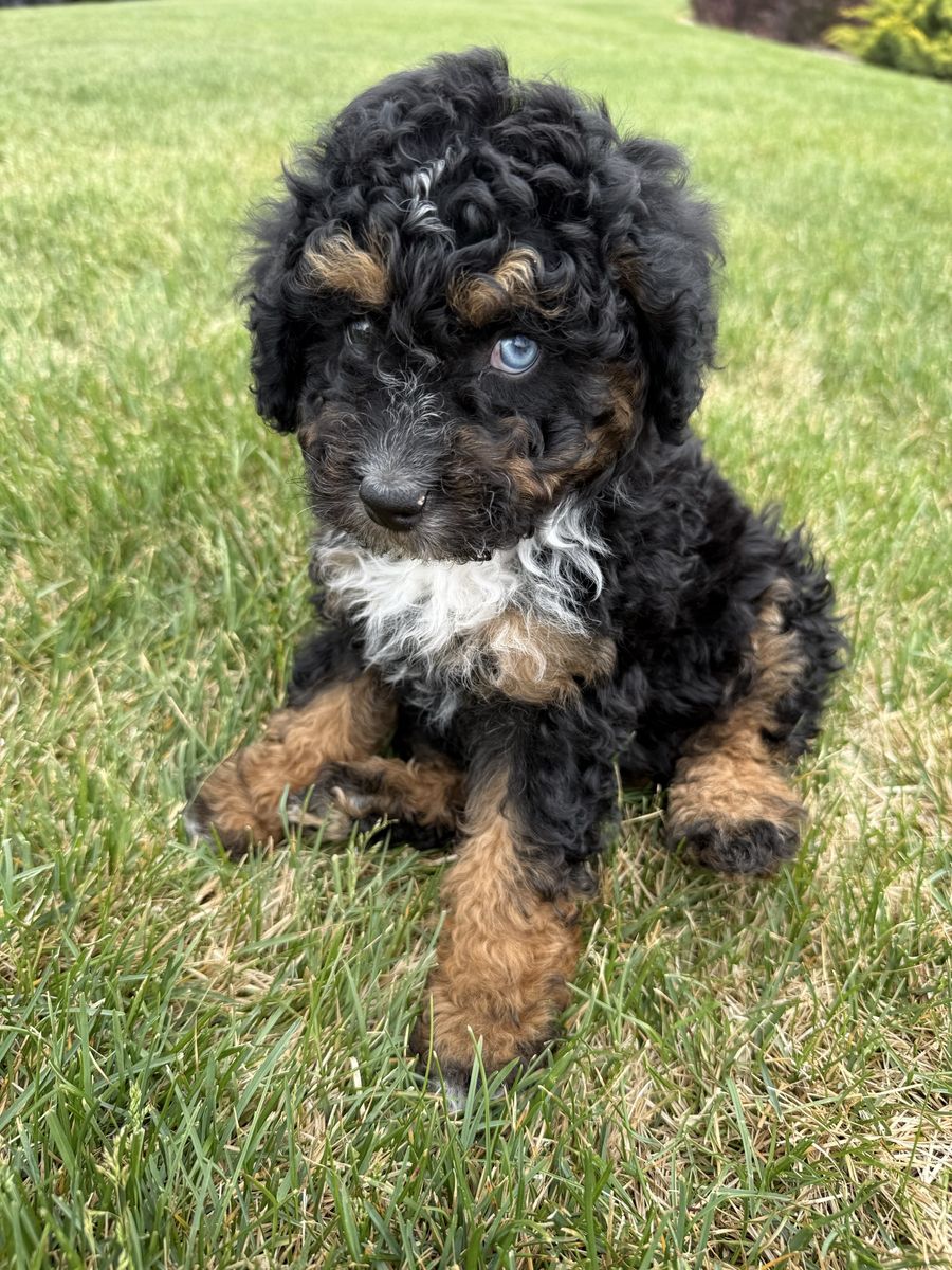 Aussiedoodle