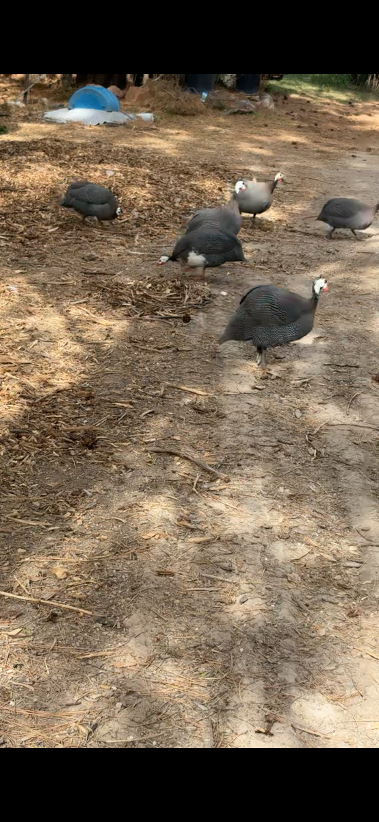 Guinea Fowl