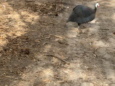 Guinea Fowl
