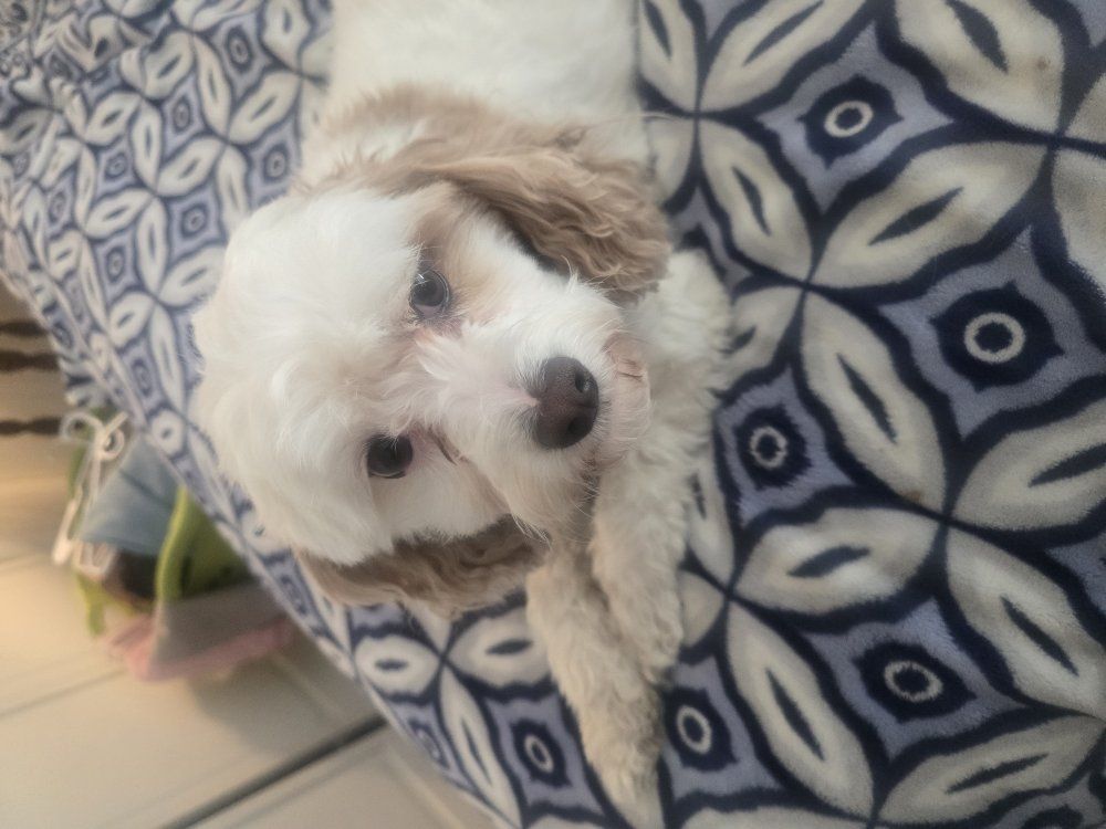 Cavapoo needs a new home