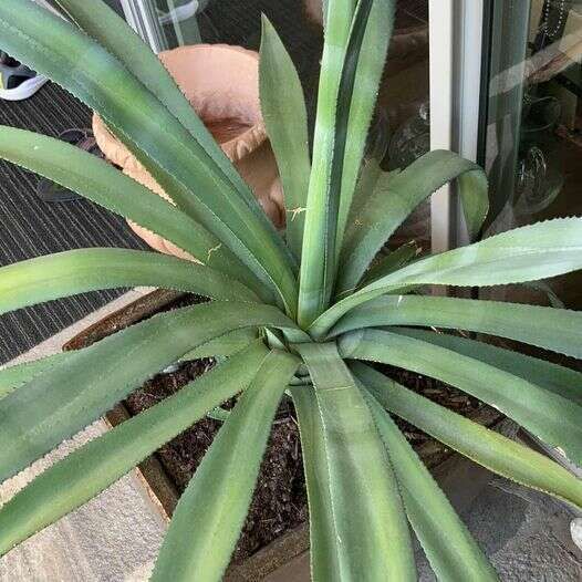 Cactus Agave and Vietnamese Copper Pot