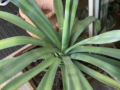 Cactus Agave and Vietnamese Copper Pot