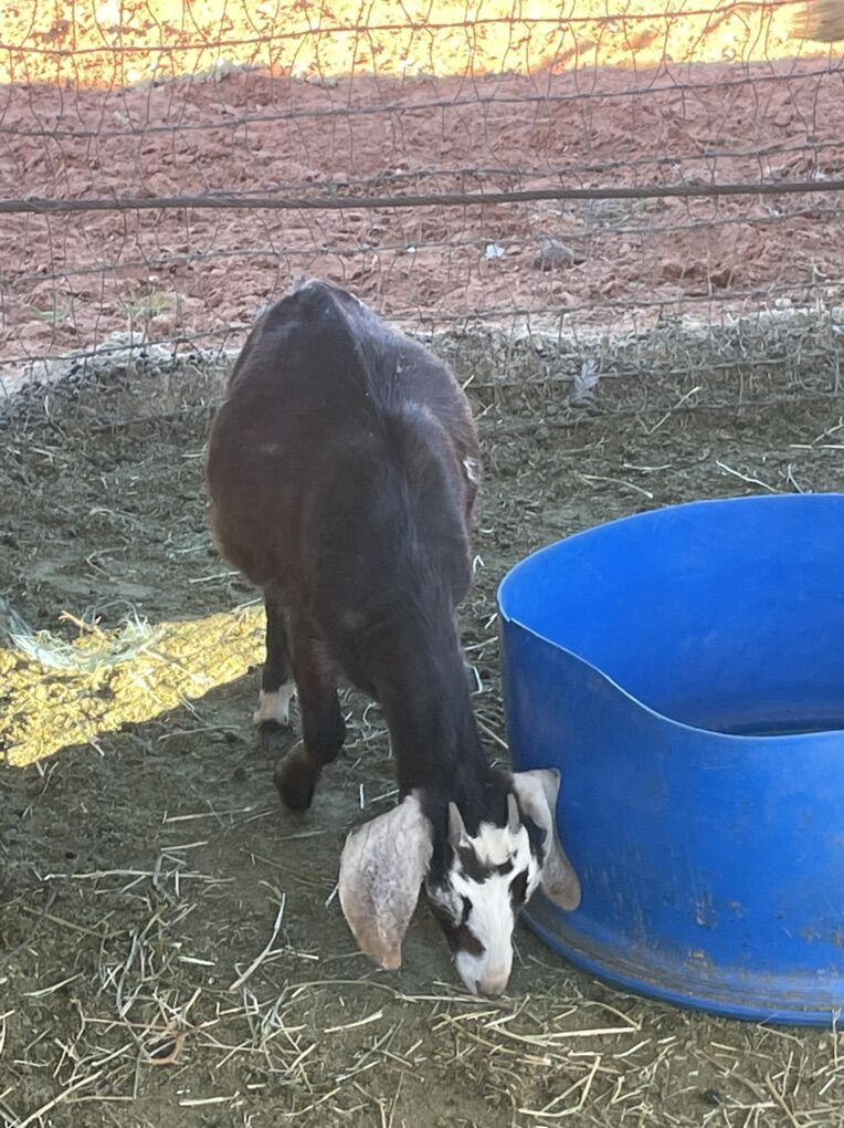 Female Nubian Goat