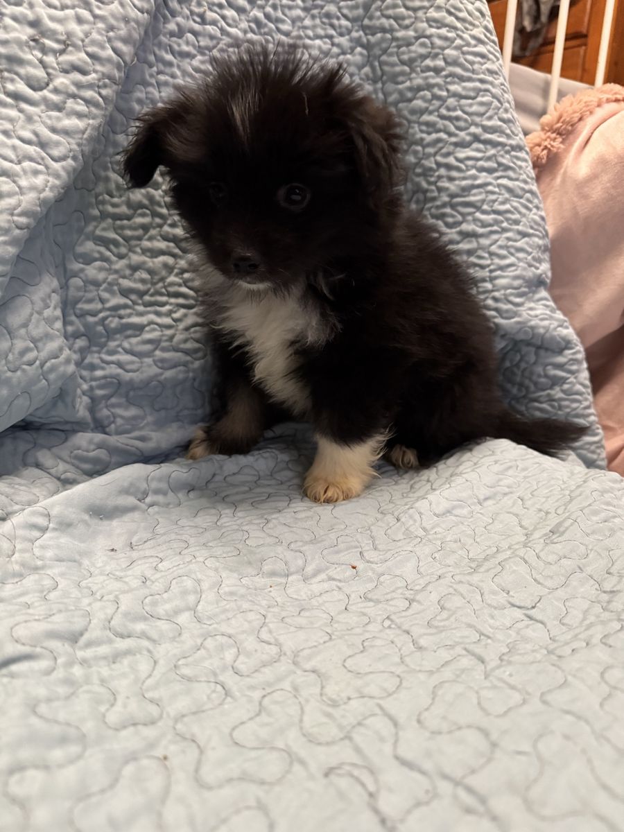 Mini & Toy Size Augie Puppies Looking for Their Forever Homes! ️