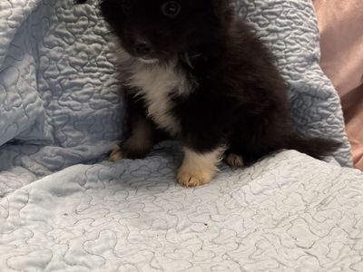 Mini & Toy Size Augie Puppies Looking for Their Forever Homes! ️