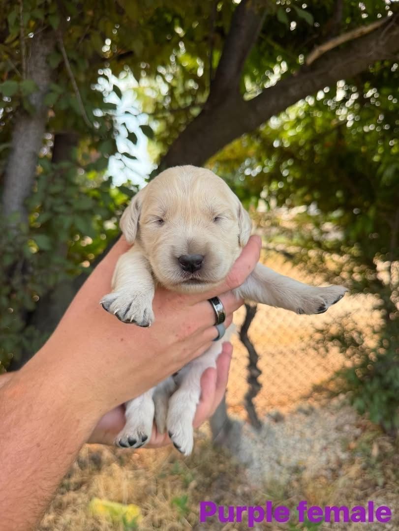 Golden Retriever Puppies