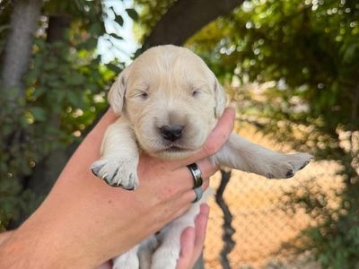 Golden Retriever Puppies