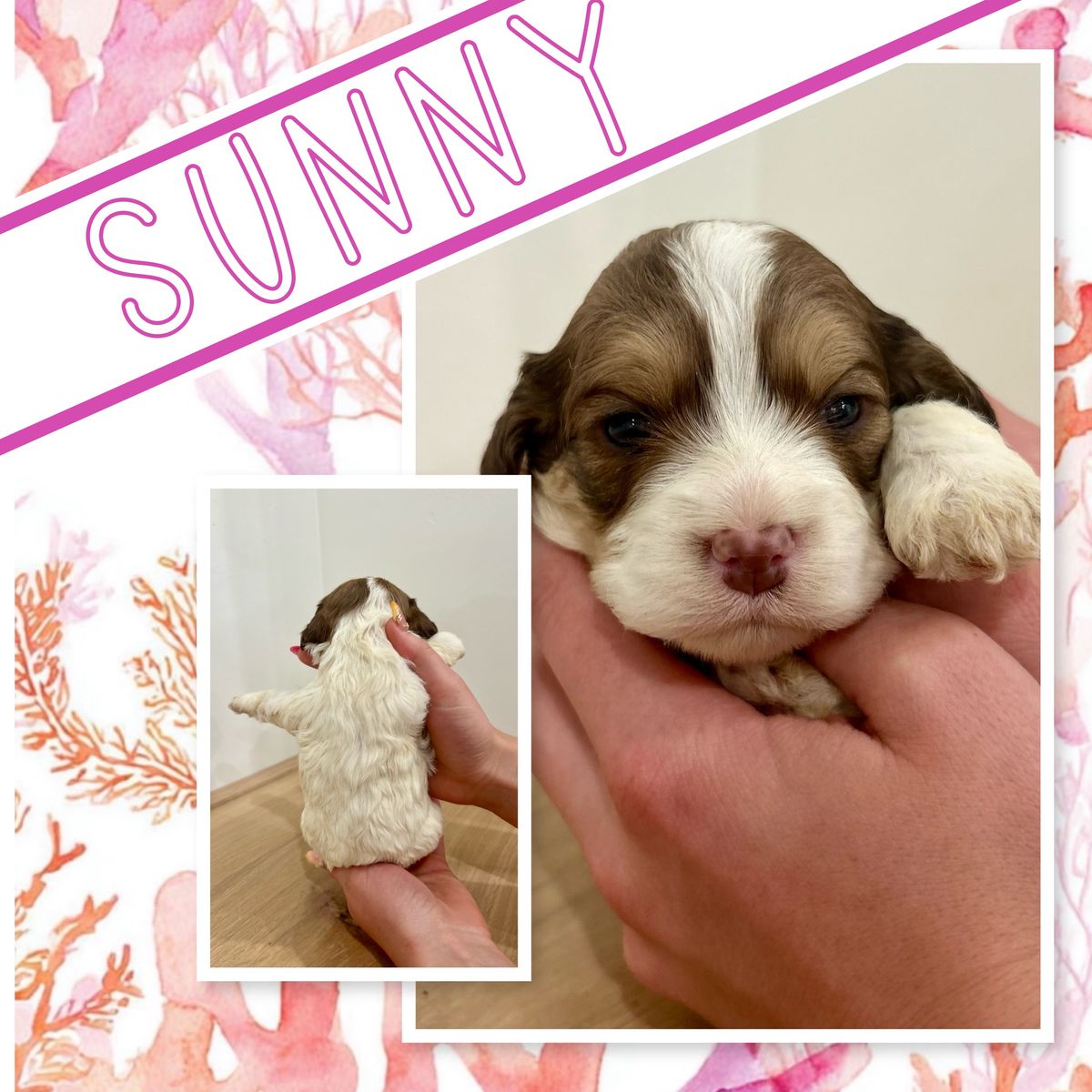 Cockapoo toy/mini puppies