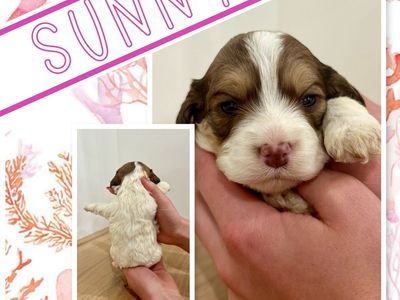 Cockapoo toy/mini puppies