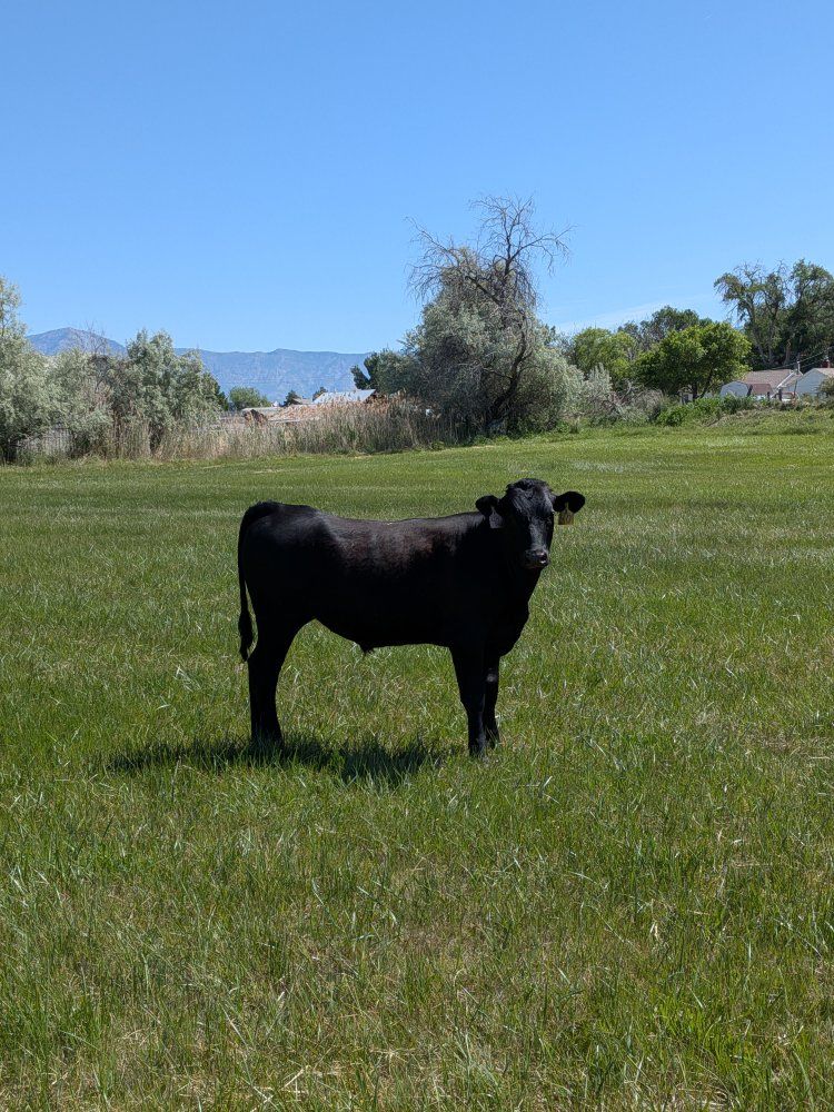 Calves