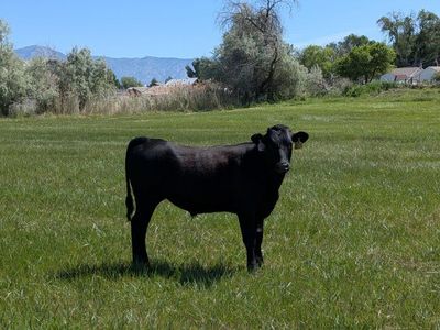 Calves