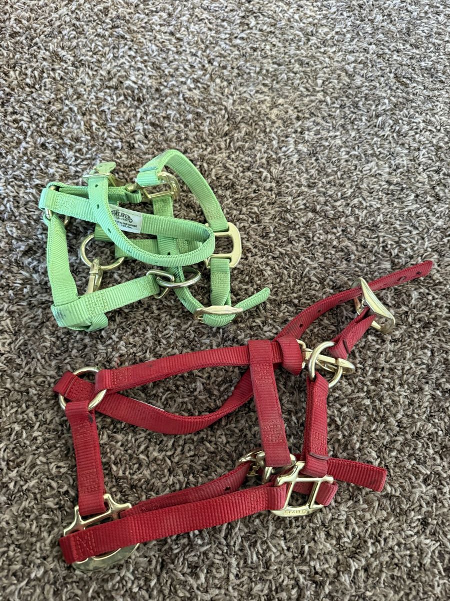 Mini / Foal Halters