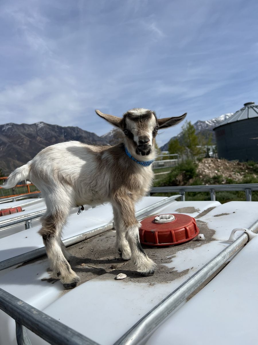 Nigerian Dwarf Buckling- Bottle Baby