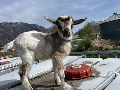 Nigerian Dwarf Buckling- Bottle Baby