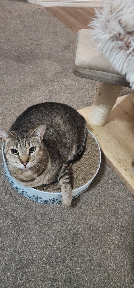 Rehoming my cat, need him rehomed ASAP