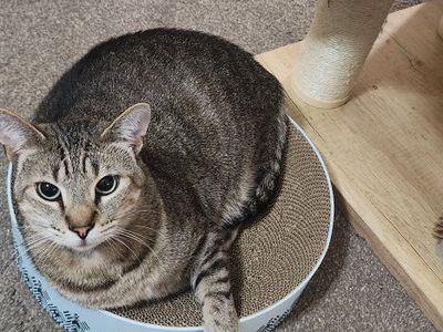Rehoming my cat, need him rehomed ASAP