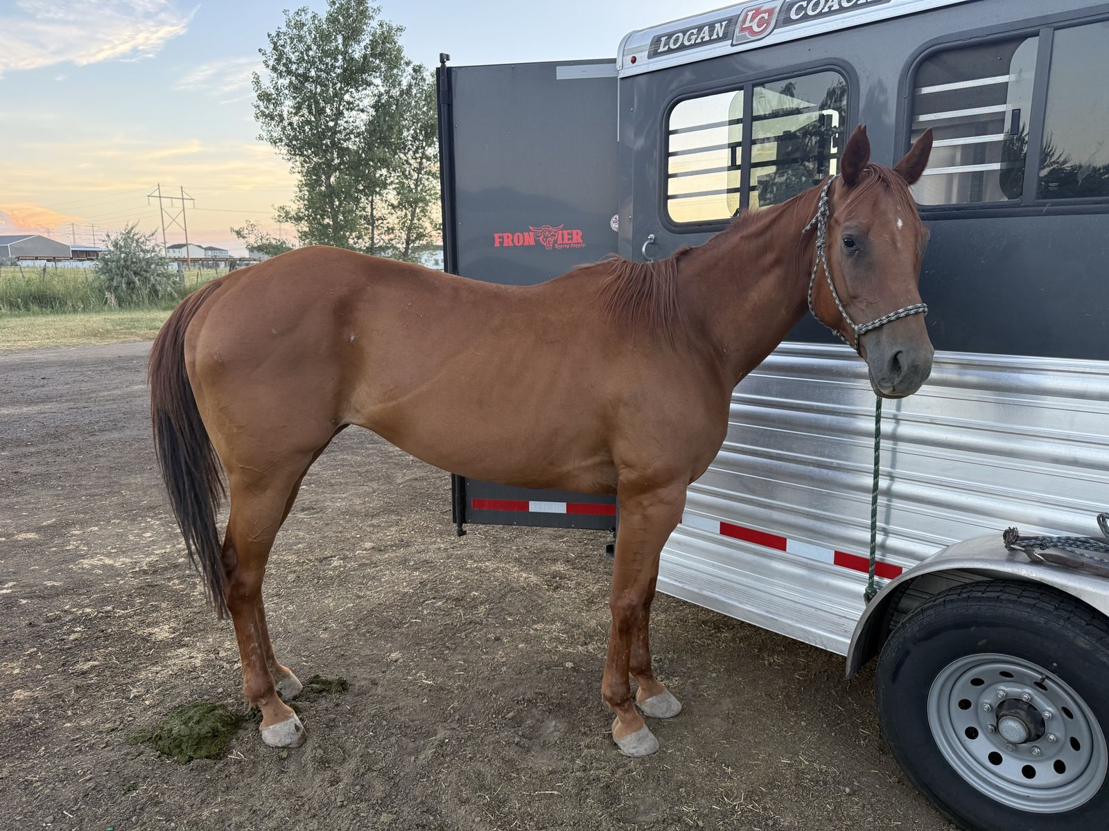 Stone Cold Dreams "Stoney" 2017 Registered Quarter Horse Mare - Trail Ready & Fast